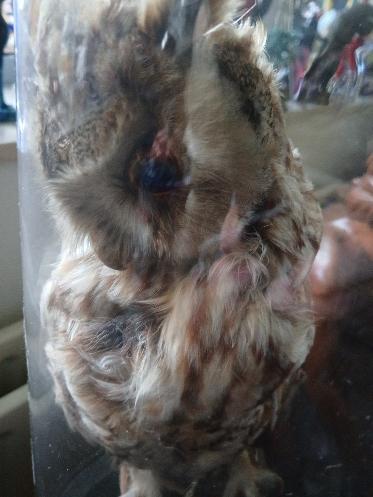 Opgezette uil, Verzamelen, Dierenverzamelingen, Ophalen of Verzenden, Zo goed als nieuw, Vogel, Opgezet dier