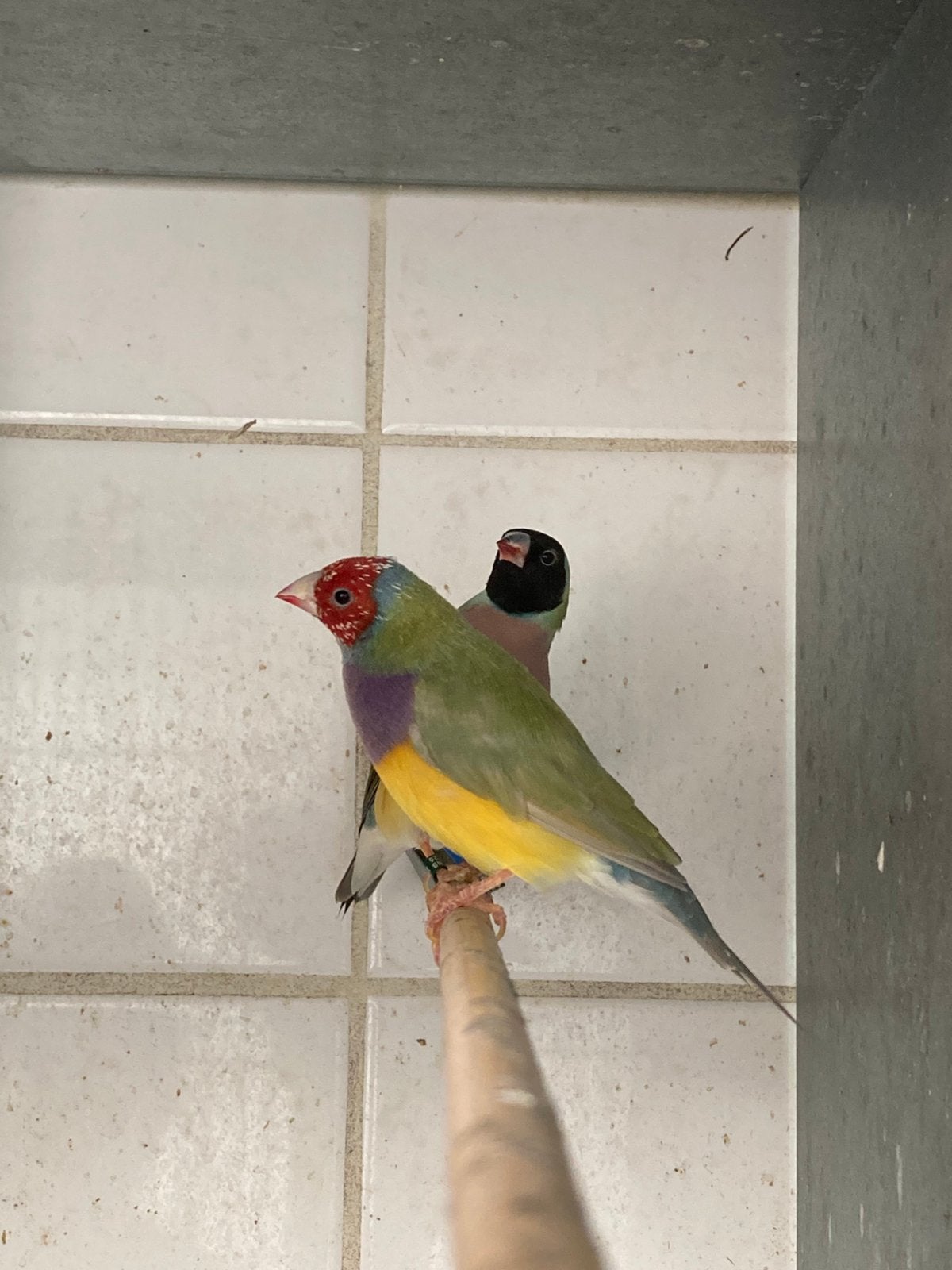 Vogelmarkt Liempde, Dieren en Toebehoren, Meerdere dieren