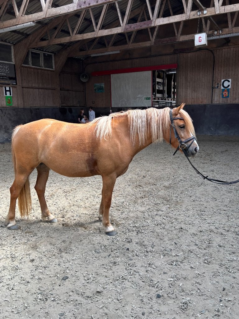 Knappe 5 jarige merrie pony, Merrie, B, 3 tot 6 jaar, Recreatiepony