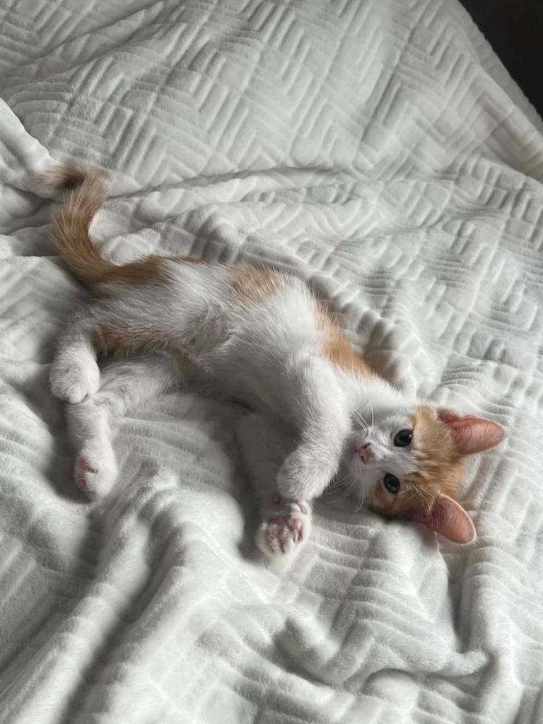 Kitten, Dieren en Toebehoren, Poes