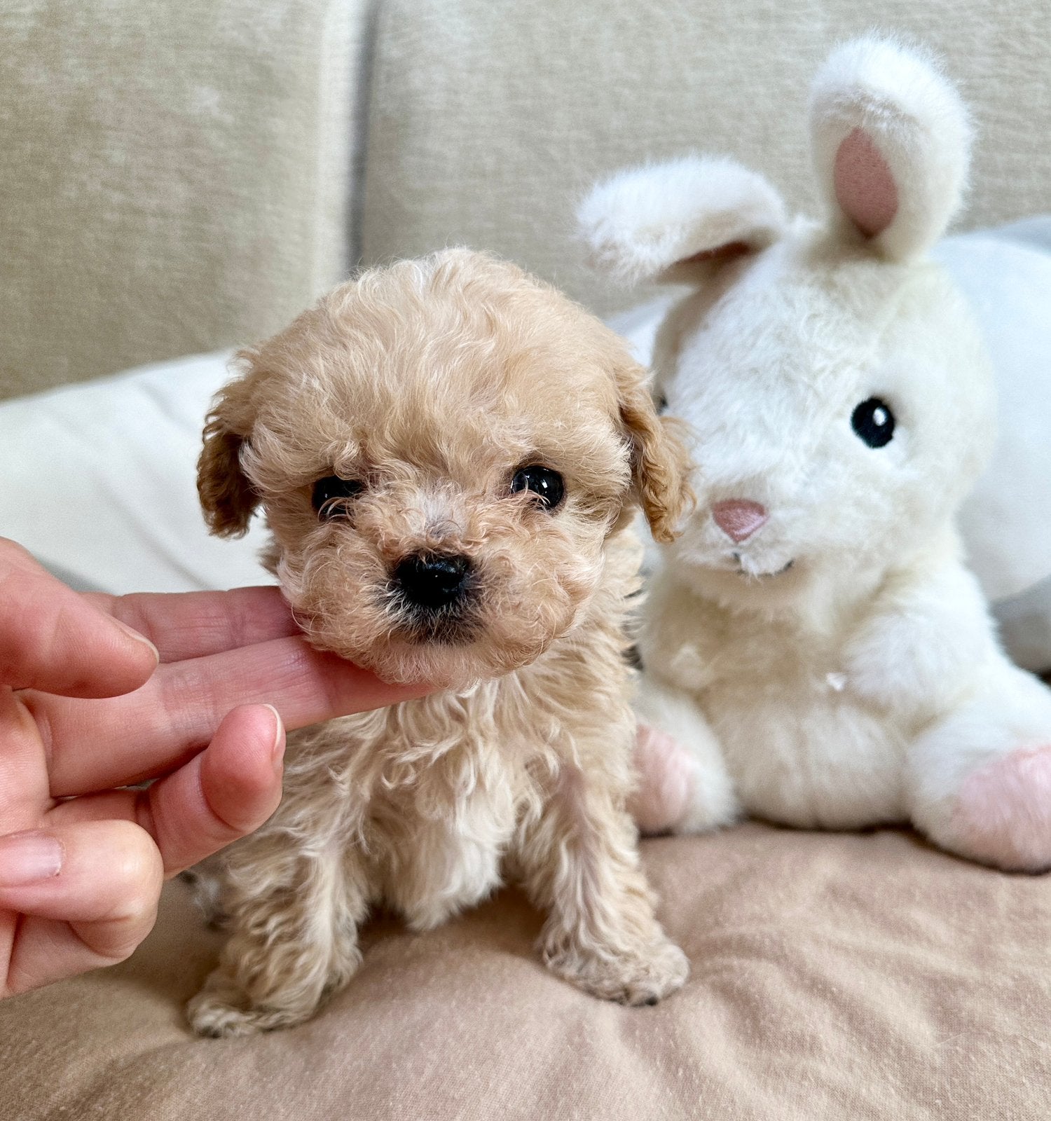 Toy poedel / Toy poodle puppy’s, Poedel, Parvo, 8 tot 15 weken, Meerdere
