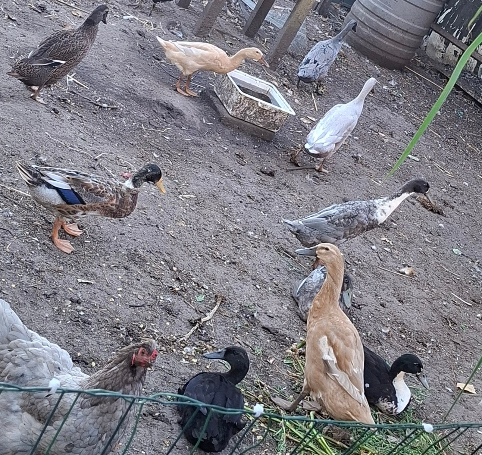 Loopeenden, Dieren en Toebehoren, Pluimvee, Meerdere dieren, Eend