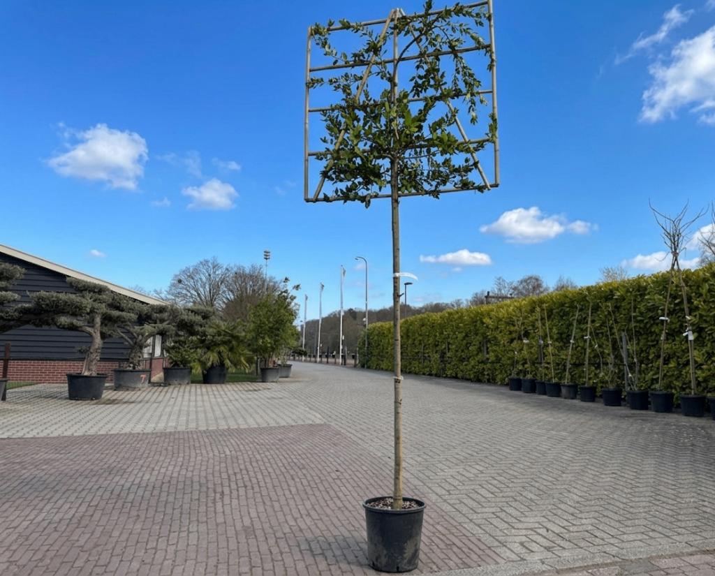 Steeneik leiboom 300cm | Leischerm 120x120 cm €179,95, Tuin en Terras, Planten | Bomen, Leiboom, Ophalen of Verzenden, 250 tot 400 cm