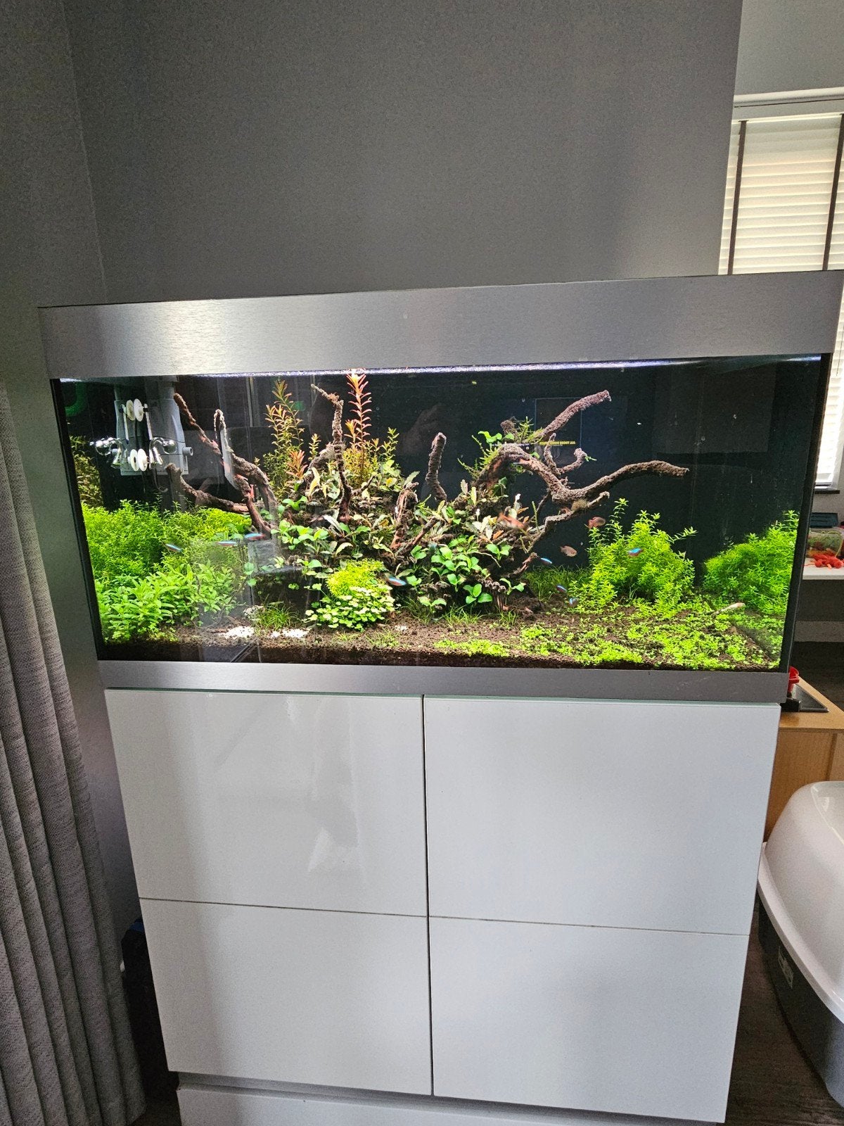 Oase highline 200 aquarium zeer compleet, Dieren en Toebehoren, Vissen | Aquaria en Toebehoren, Ophalen, Zo goed als nieuw, Gevuld zoetwateraquarium