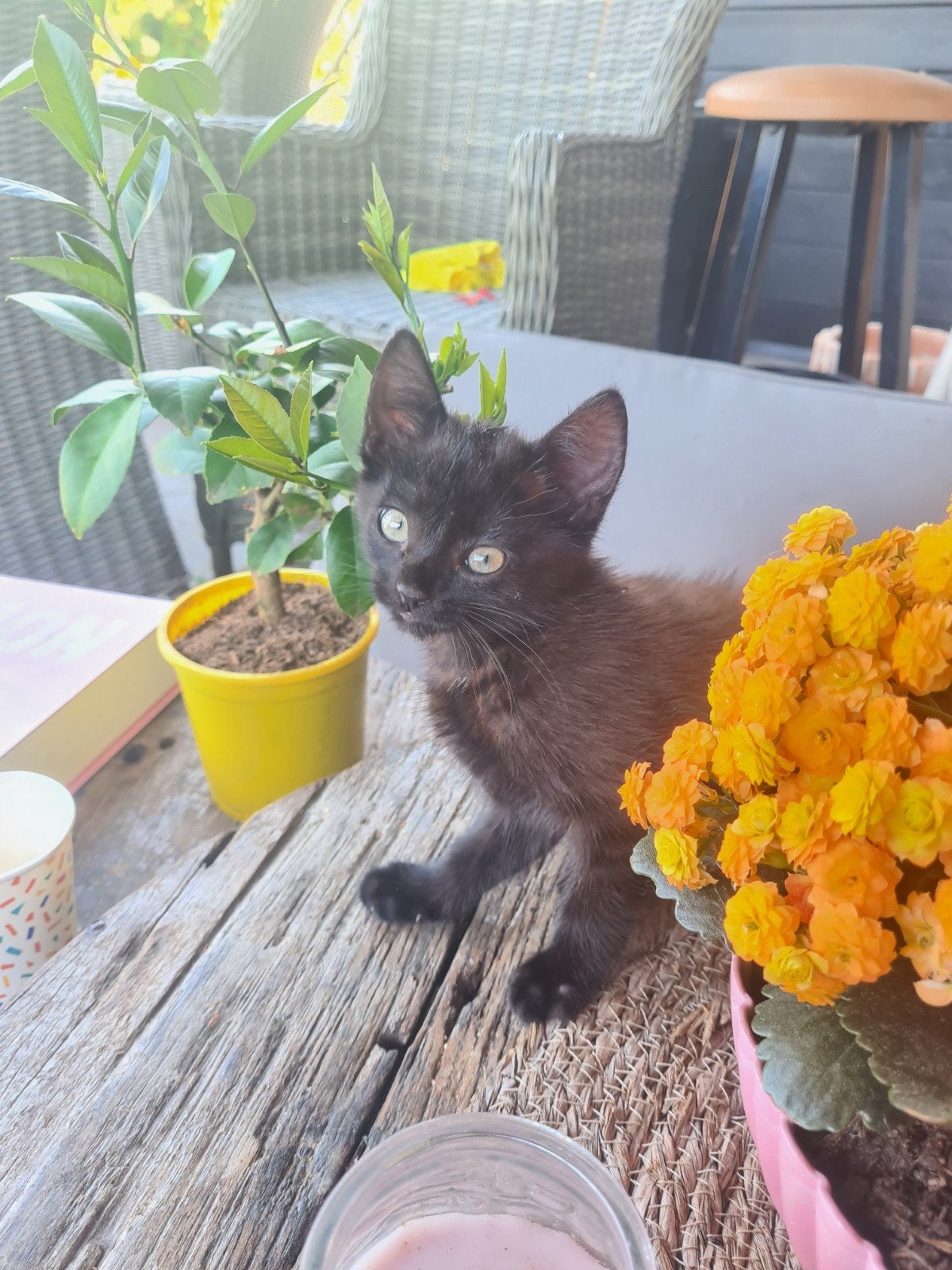 Babypoesjes, kittens, Meerdere dieren