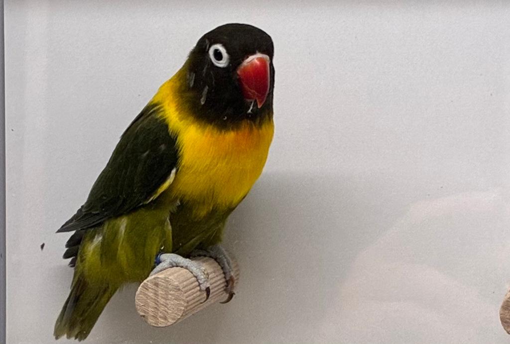 Agapornis personata pop DDgroen, Dieren en Toebehoren, Vogels | Parkieten en Papegaaien, Vrouwelijk, Dwergpapegaai of Agapornis