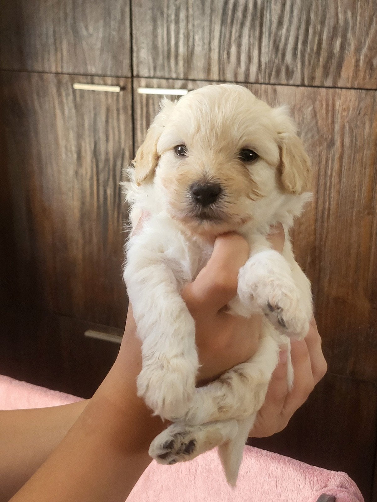 Bordoodle F2 pups , zw, cr, merle, Overige rassen, 8 tot 15 weken, Meerdere, Meerdere dieren