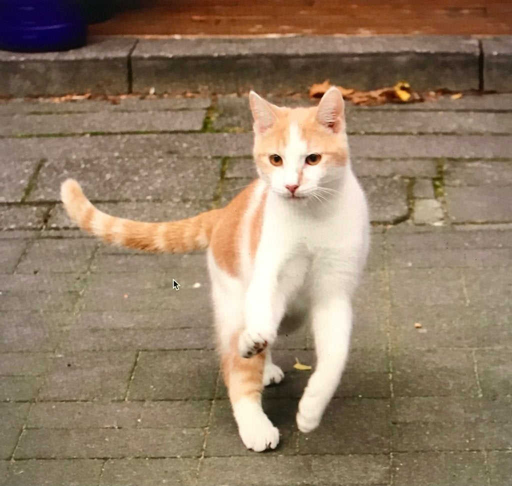Maak jij deze lieve Joey weer gelukkig!, Kater, Kortharig, 3 tot 5 jaar