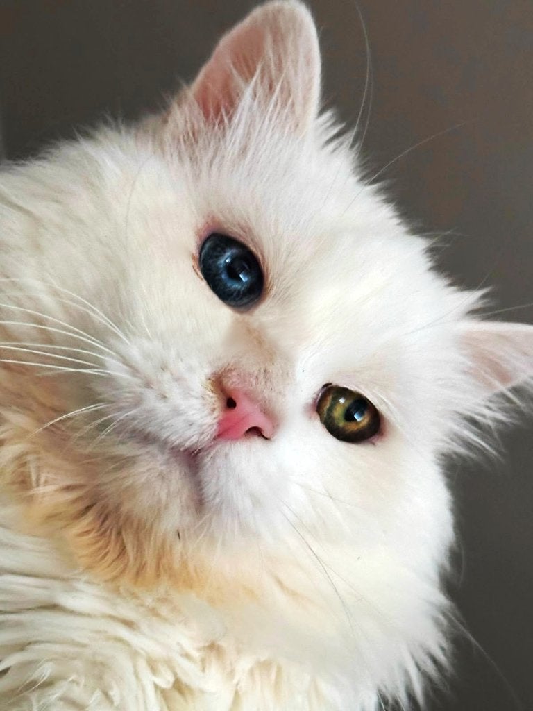 Ragdoll Kater en Poes ter adoptie, Dieren en Toebehoren, Meerdere dieren, Ingeënt, 6 jaar of ouder