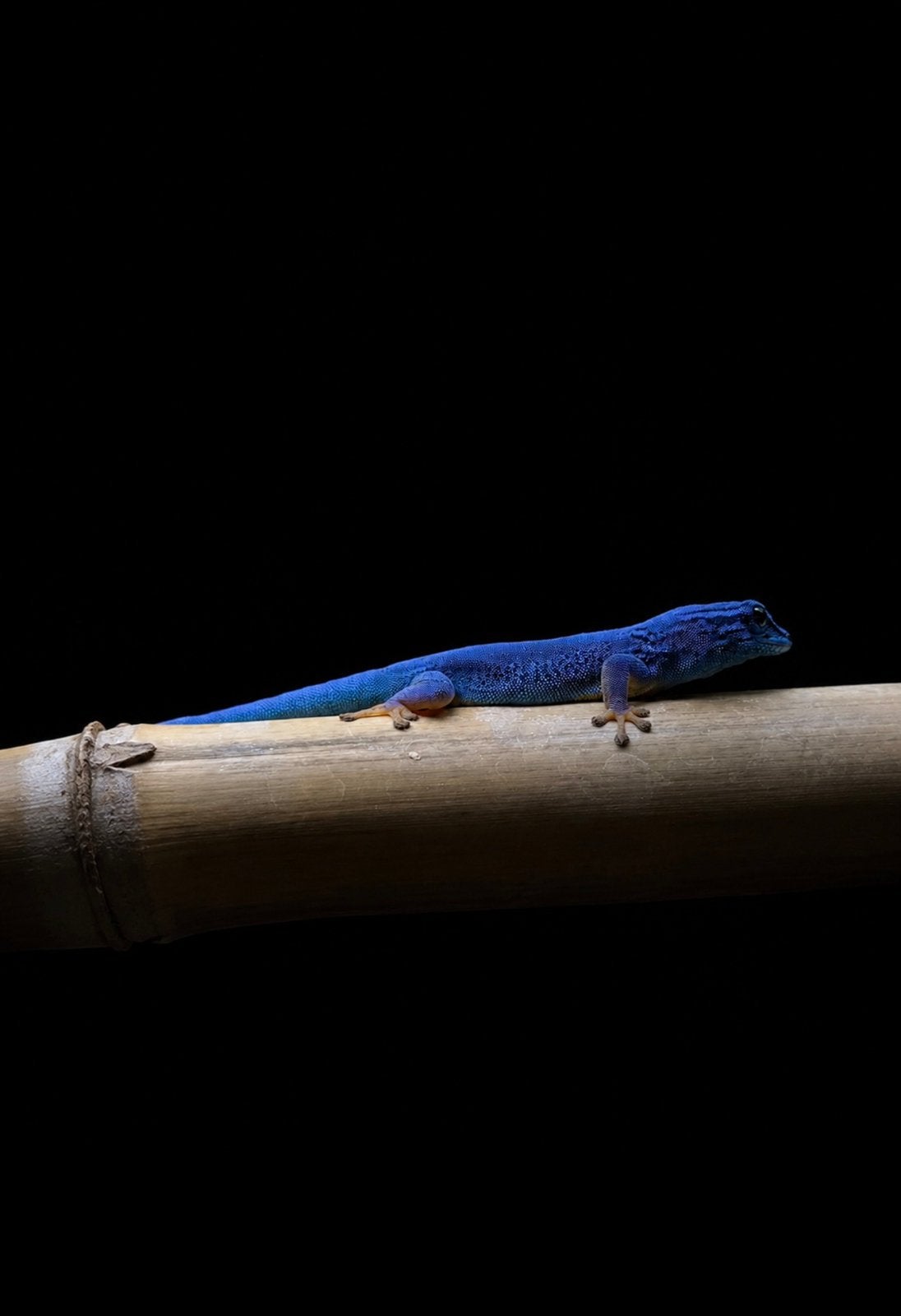 3.0 lygodactylus williamsi, Dieren en Toebehoren, Hagedis, 0 tot 2 jaar