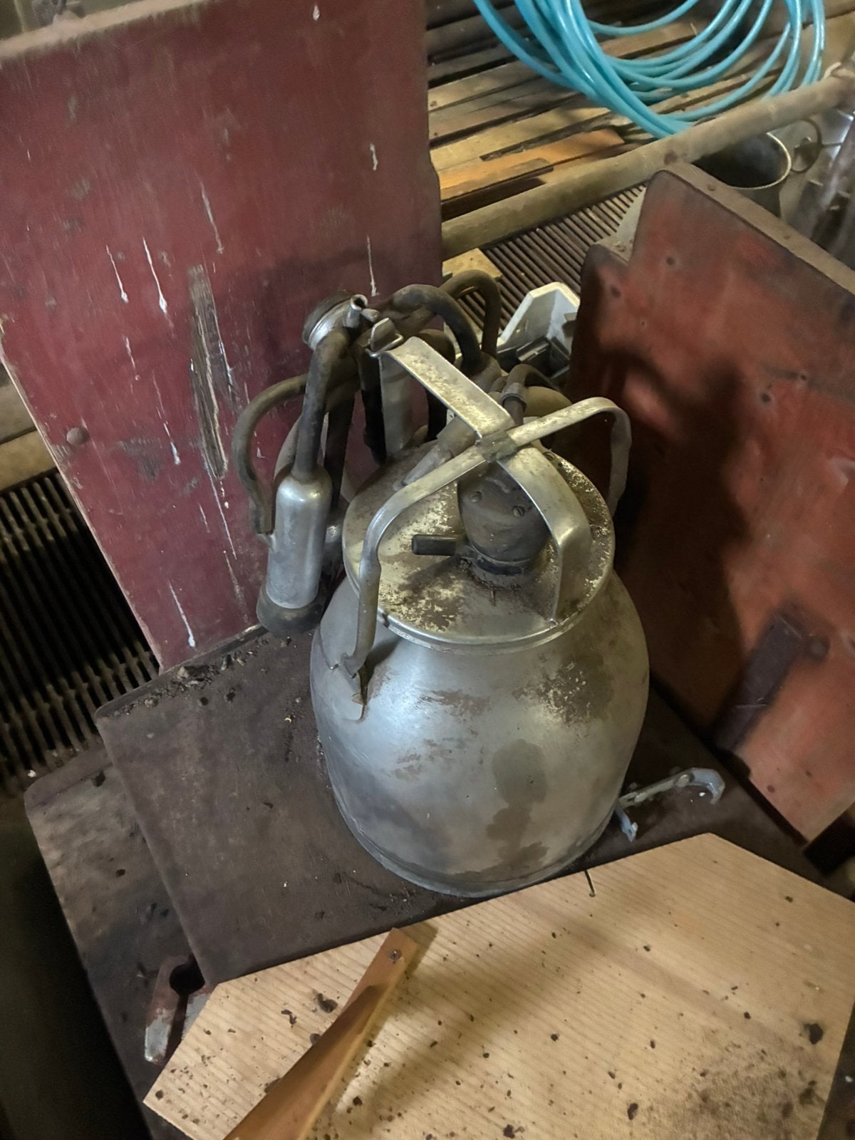 Melkmachines, Mannelijk, Schaap, 6 jaar of ouder