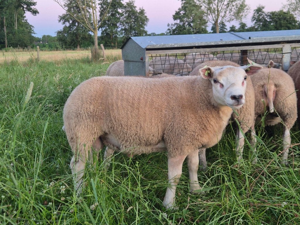 Stamboek Texelaar dekrammen, Mannelijk, Schaap, 0 tot 2 jaar
