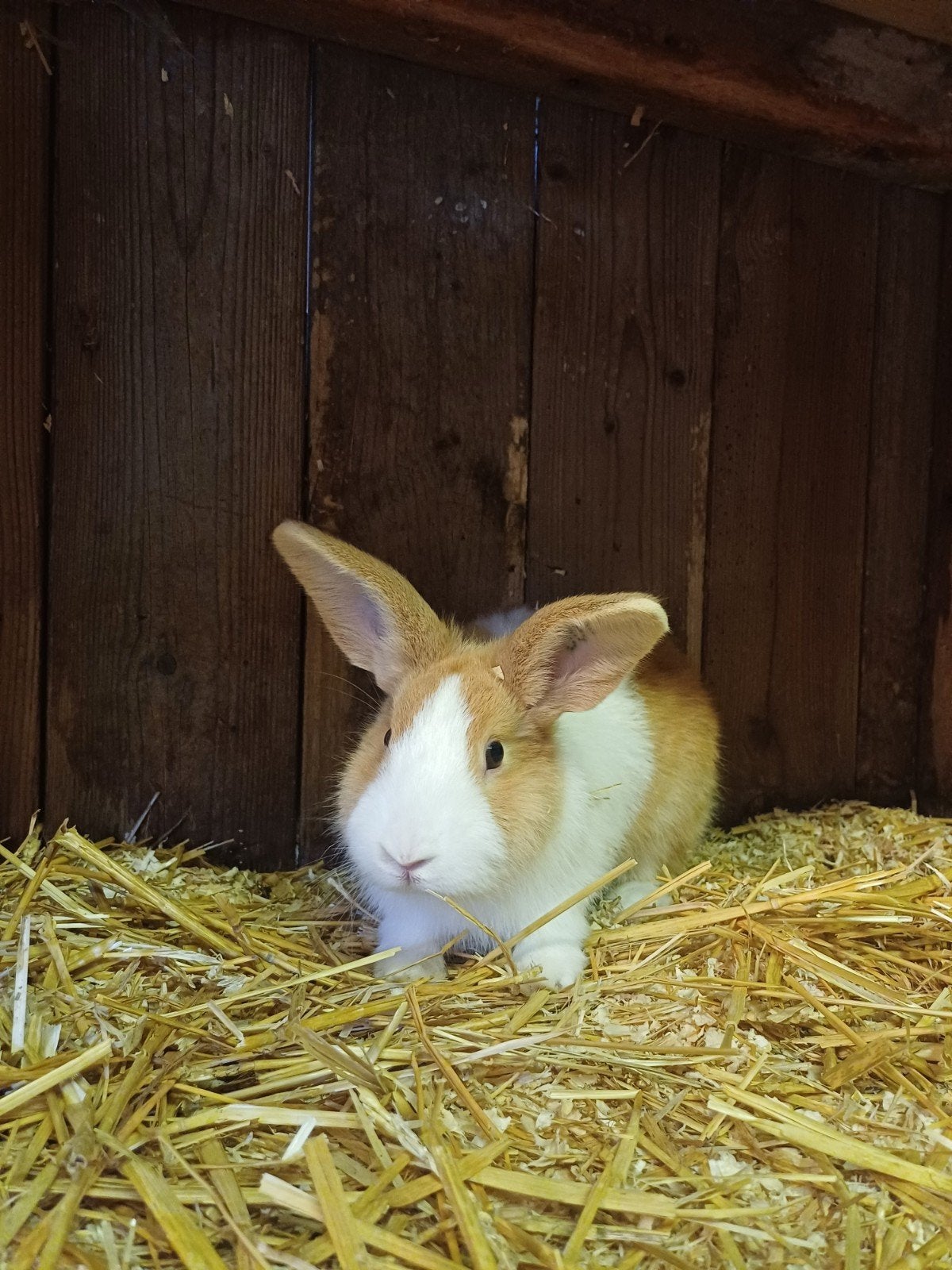 Hollandertjes, Dieren en Toebehoren, Vrouwelijk, Dwerg