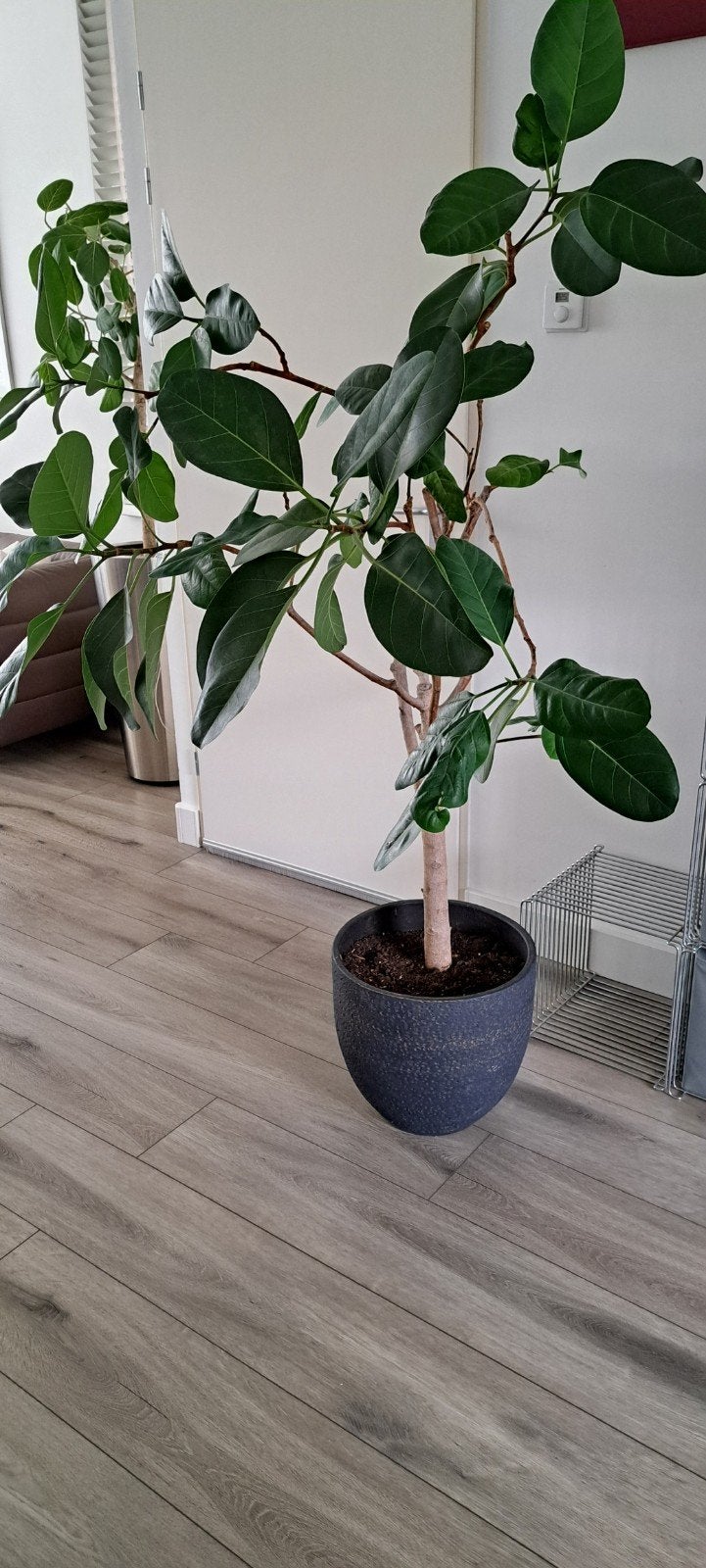 Grote Ficus benghalensis ( wurgvijg), Ophalen, Ficus, Halfschaduw, In pot