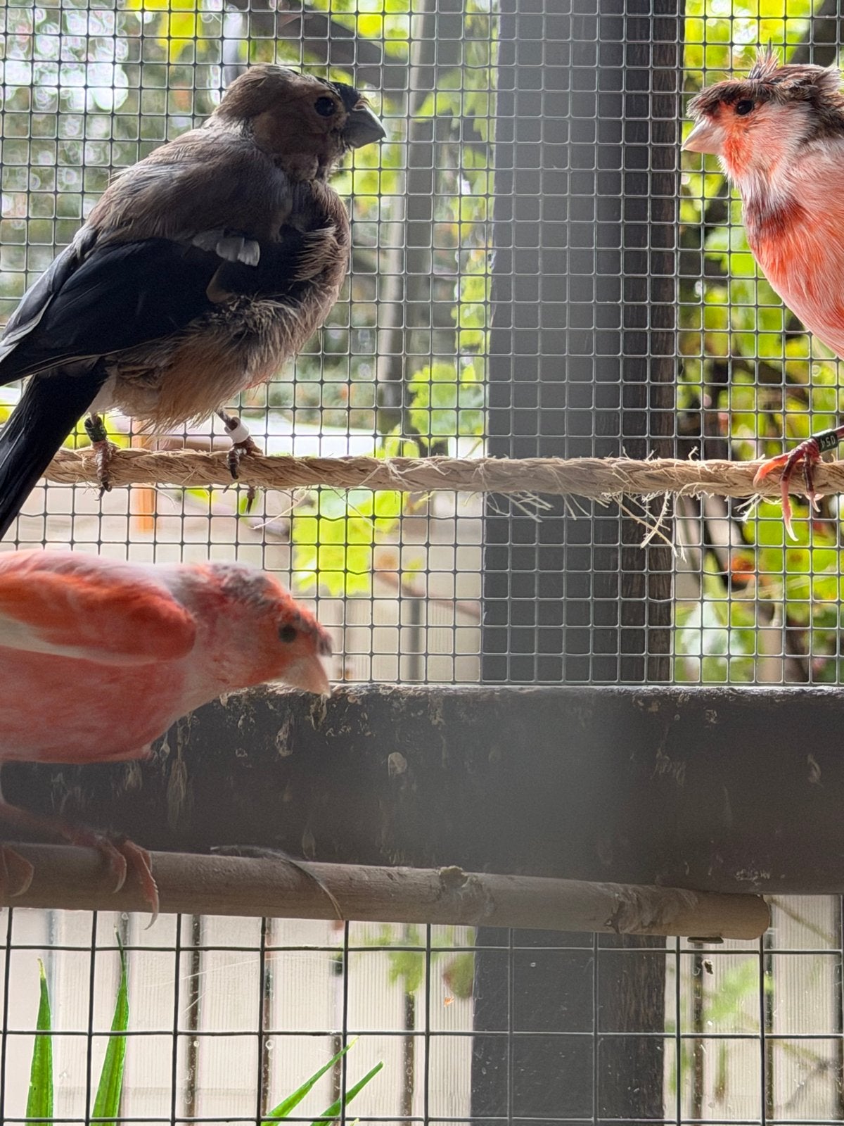 Goudvink 2026, Dieren en Toebehoren, Vogels | Overige Vogels, Mannelijk, Wildzangvogel