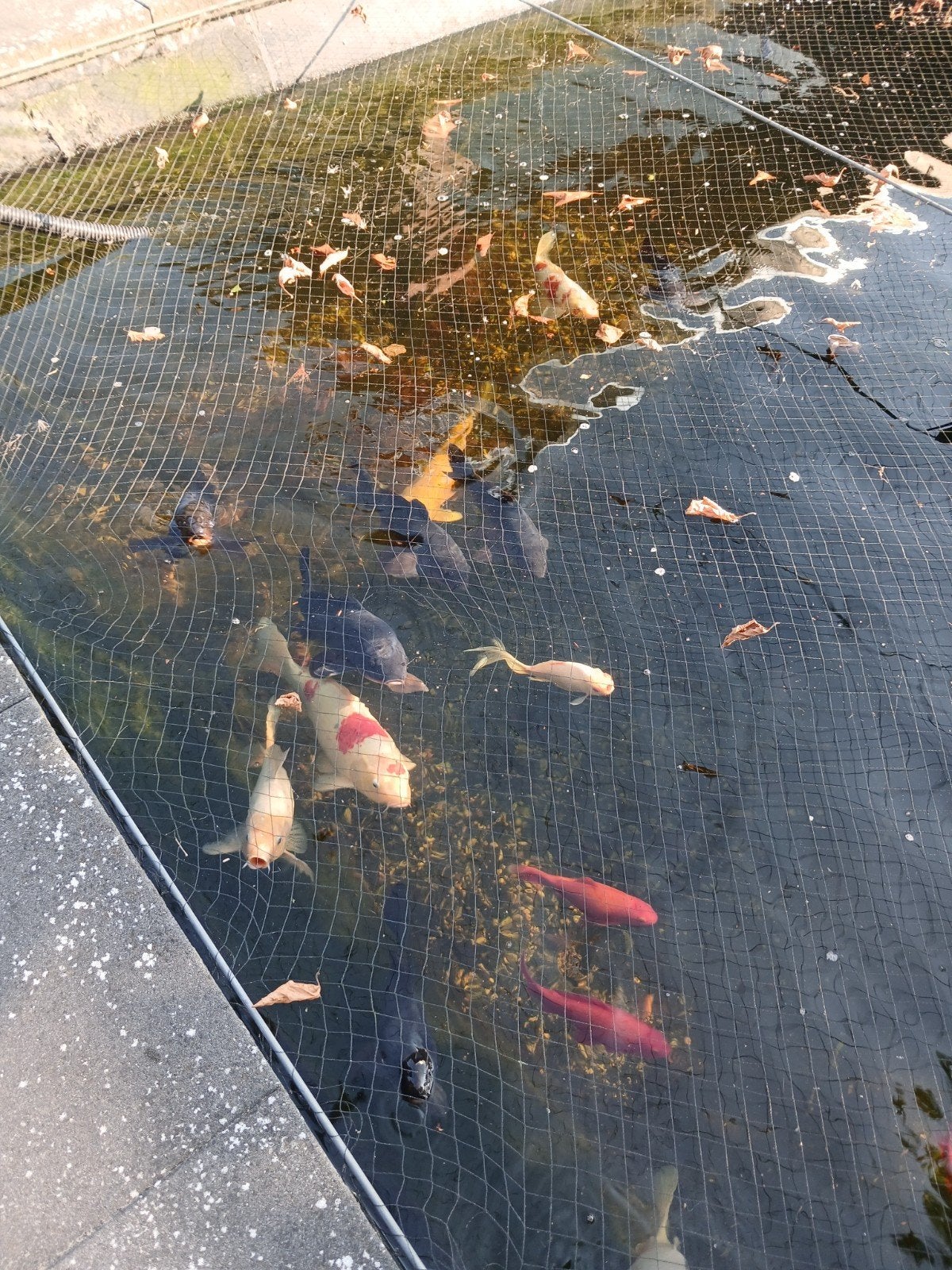 koikarpers, Dieren en Toebehoren, Vissen | Vijvervissen, Karper of Koi