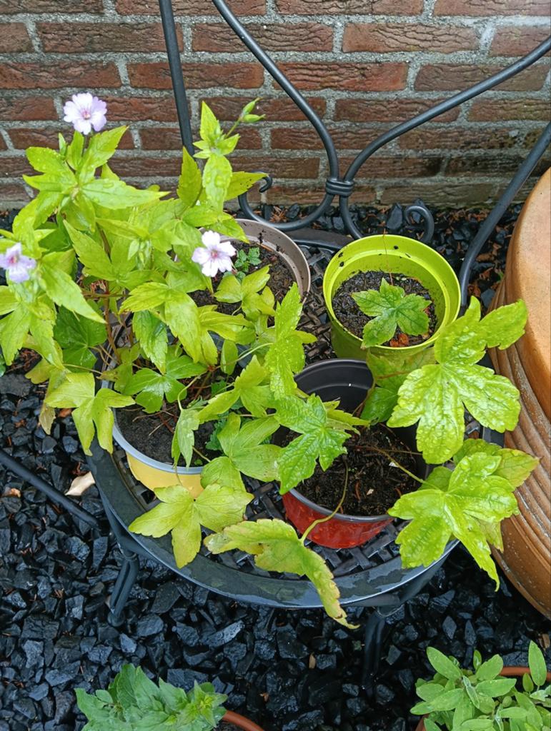 Ooievaarsbekjes, Ophalen of Verzenden, Overige soorten, Volle zon