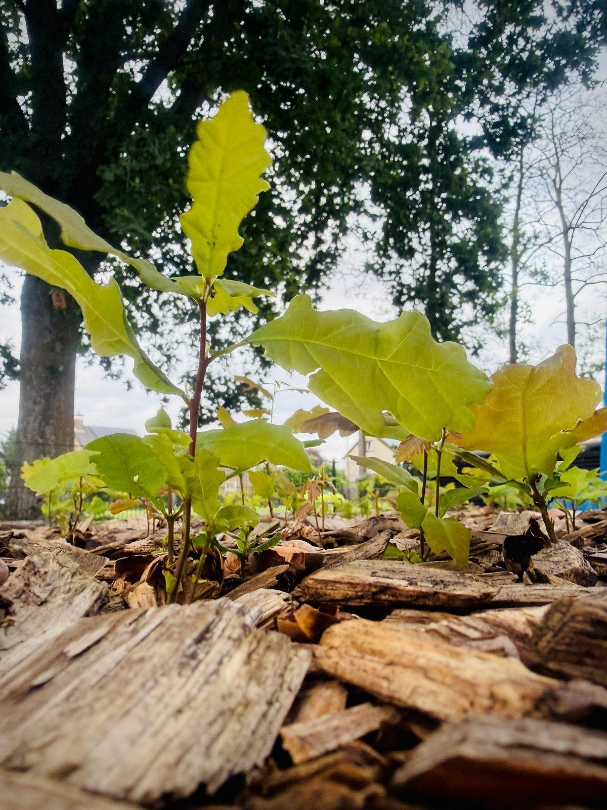 Zomereik Eikenboom Stekjes - Jonge Eikenplantjes, Minder dan 100 cm, Zomer, Volle zon, In pot