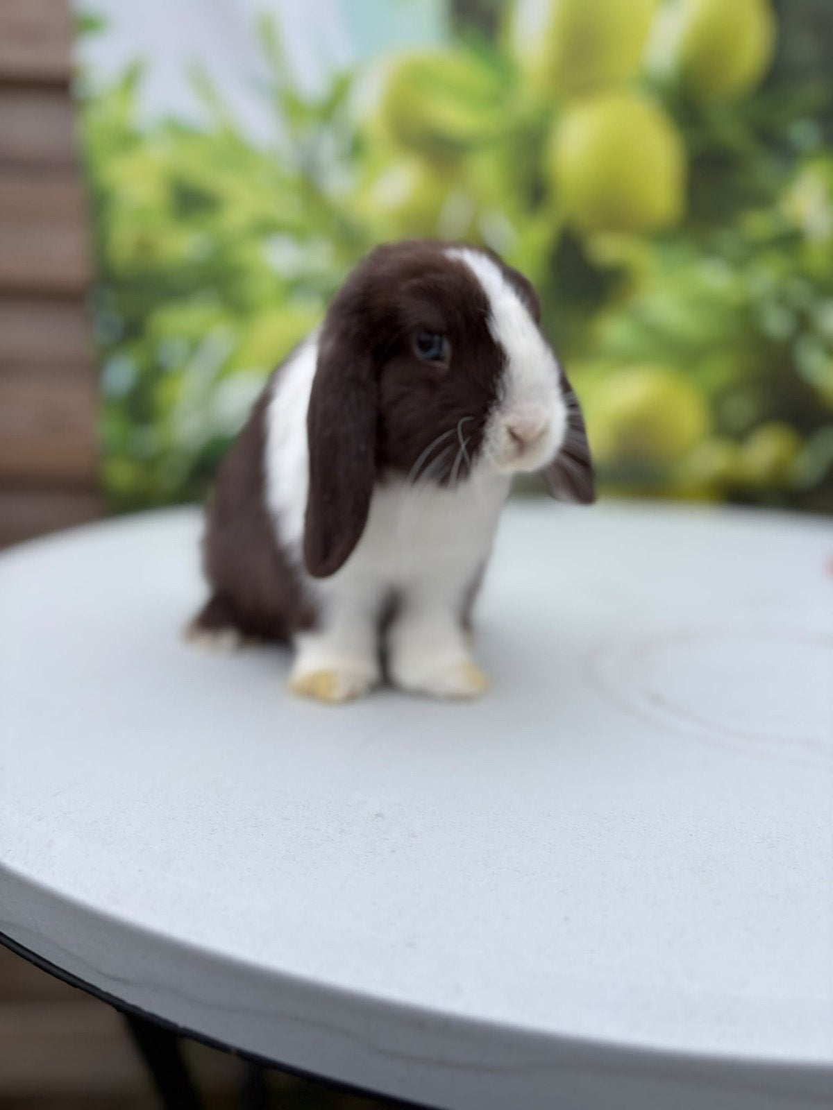 Super knappe Minilop konijntjes beschikbaar!🌸, Dieren en Toebehoren, Meerdere dieren, Dwerg