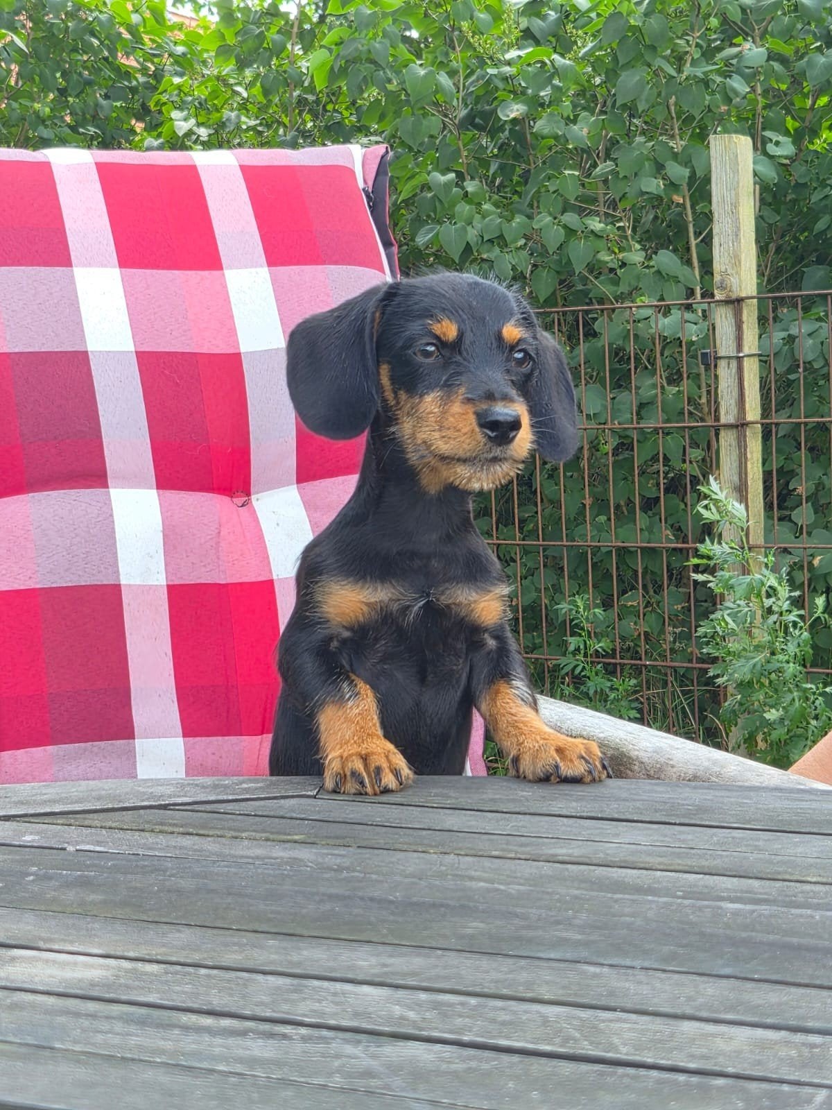 Gijs Ruwhaar dwerg teckel Reutje, Dieren en Toebehoren, Parvo, Reu, 8 tot 15 weken, Dwerg