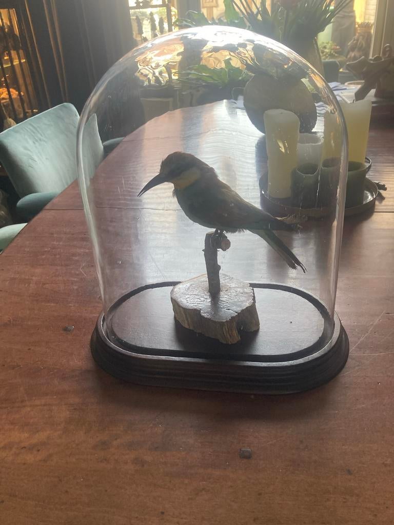 Opgezette Bijeneter in Glazen Stolp - Vintage Taxidermie, Ophalen of Verzenden