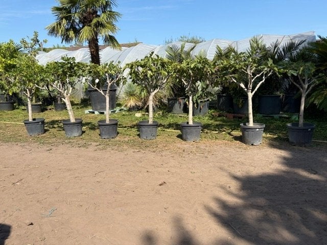 Prachtige vijgenbomen / vijgenboom ficus  Te koop, Tuin en Terras, Overige soorten, Lente, 100 tot 250 cm, Ophalen