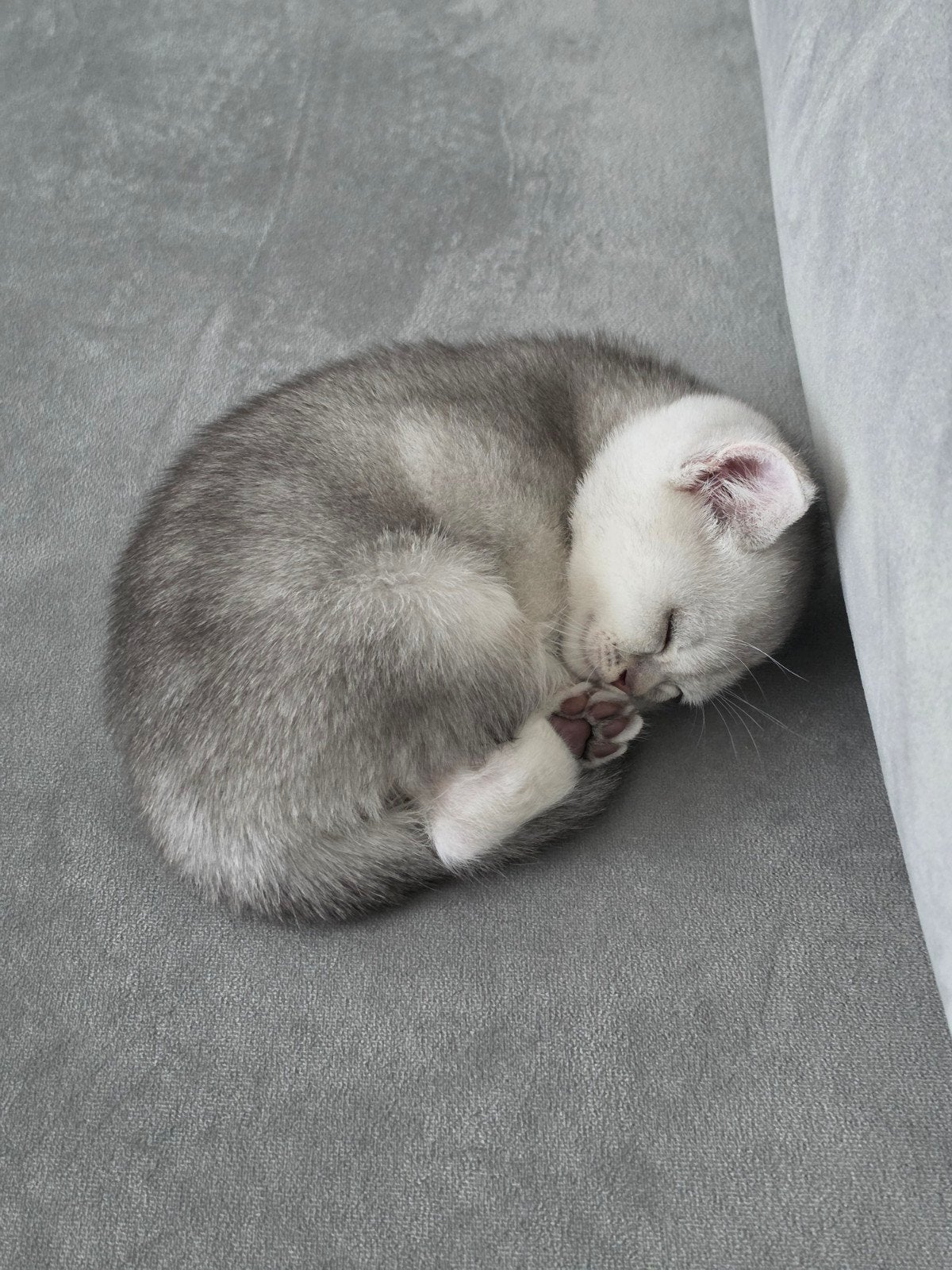 kitten (10 weken oud britse korthaar), Dieren en Toebehoren, Kater, 0 tot 2 jaar