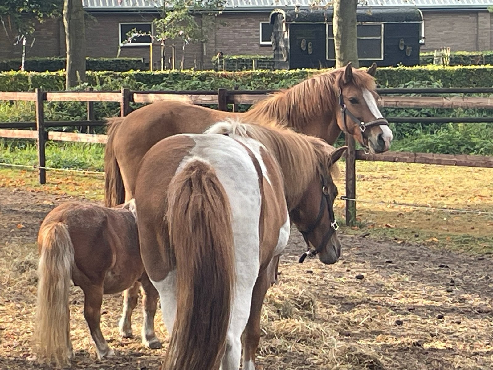 Bijrijder gezocht voor mijn ijslander merrie, Dieren en Toebehoren, Ophalen of Verzenden