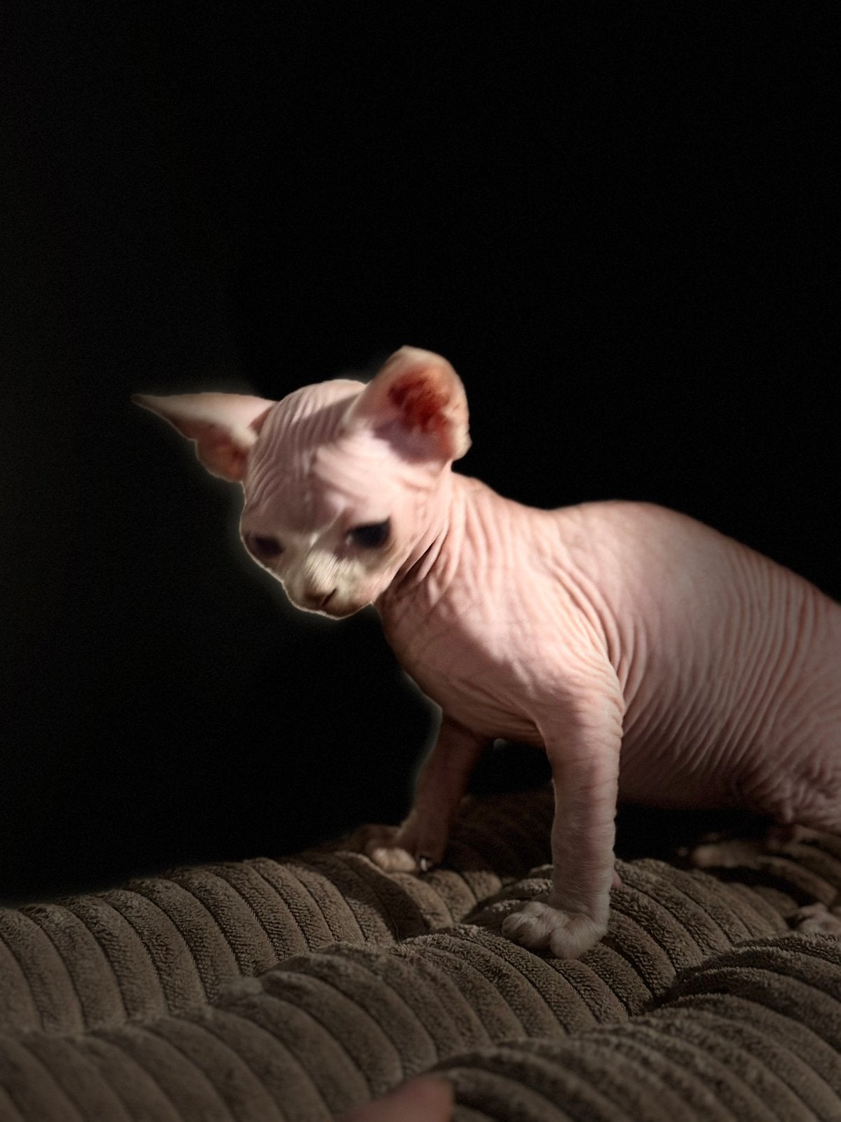 Sphynx Antwerpen, Dieren en Toebehoren, Ophalen