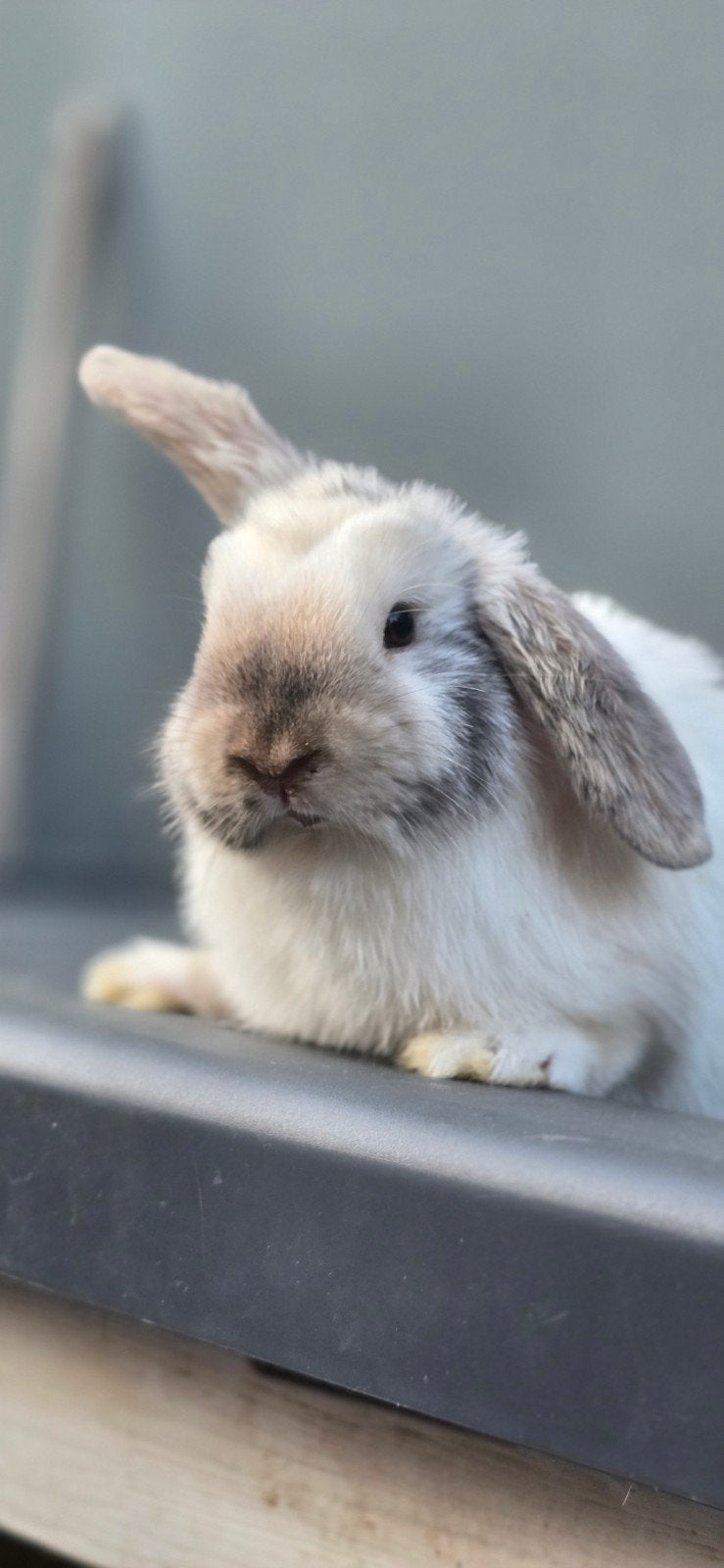 Mini-lop hangoor: 9 weken oud, Dieren en Toebehoren, Konijnen, Vrouwelijk, Hangoor