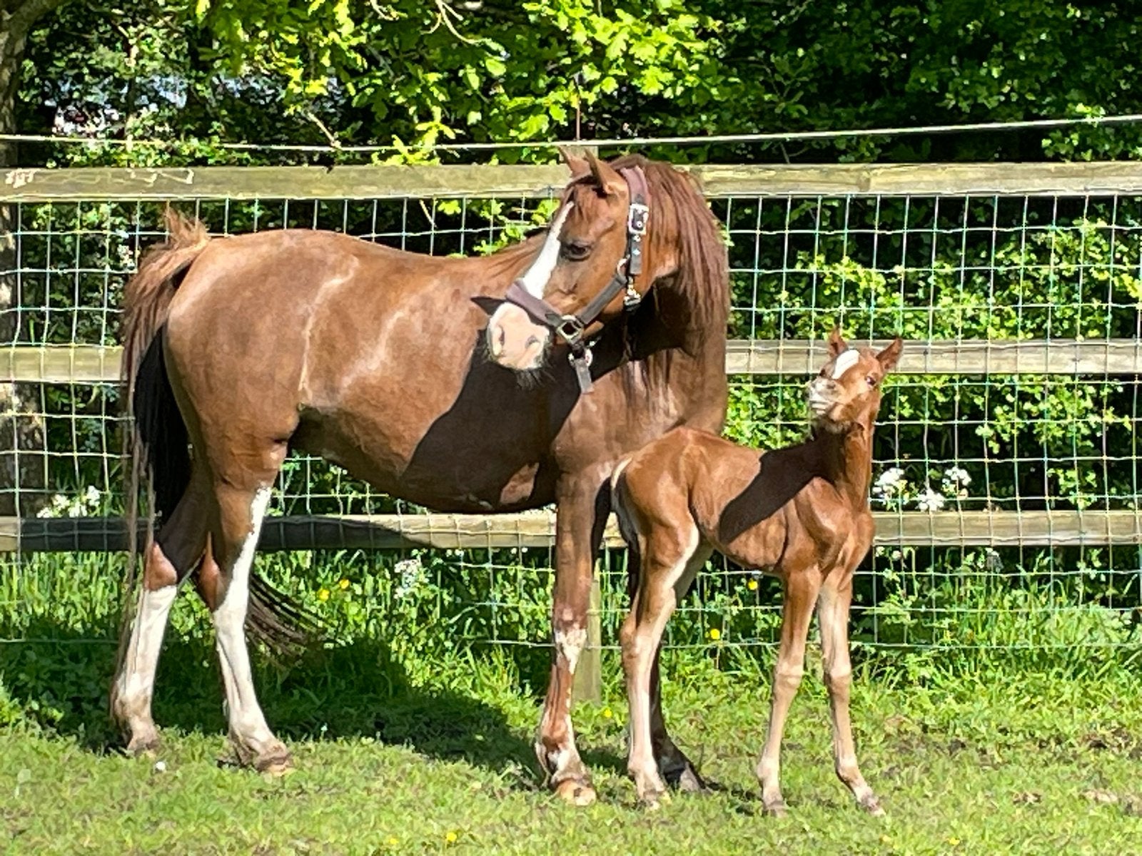 Te koop 2 van onze welsh B Merries, Merrie, Met stamboom, 3 tot 6 jaar, C pony (1.27m tot 1.37m)