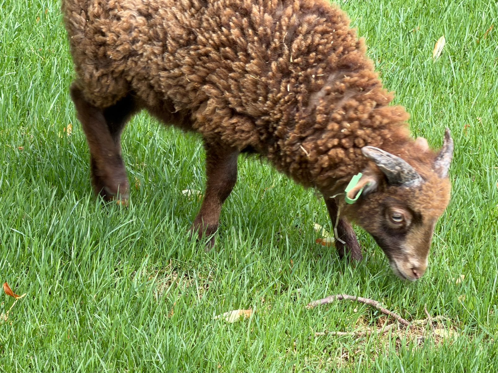 2 quessant rammen  ouessant ram, Mannelijk, Schaap