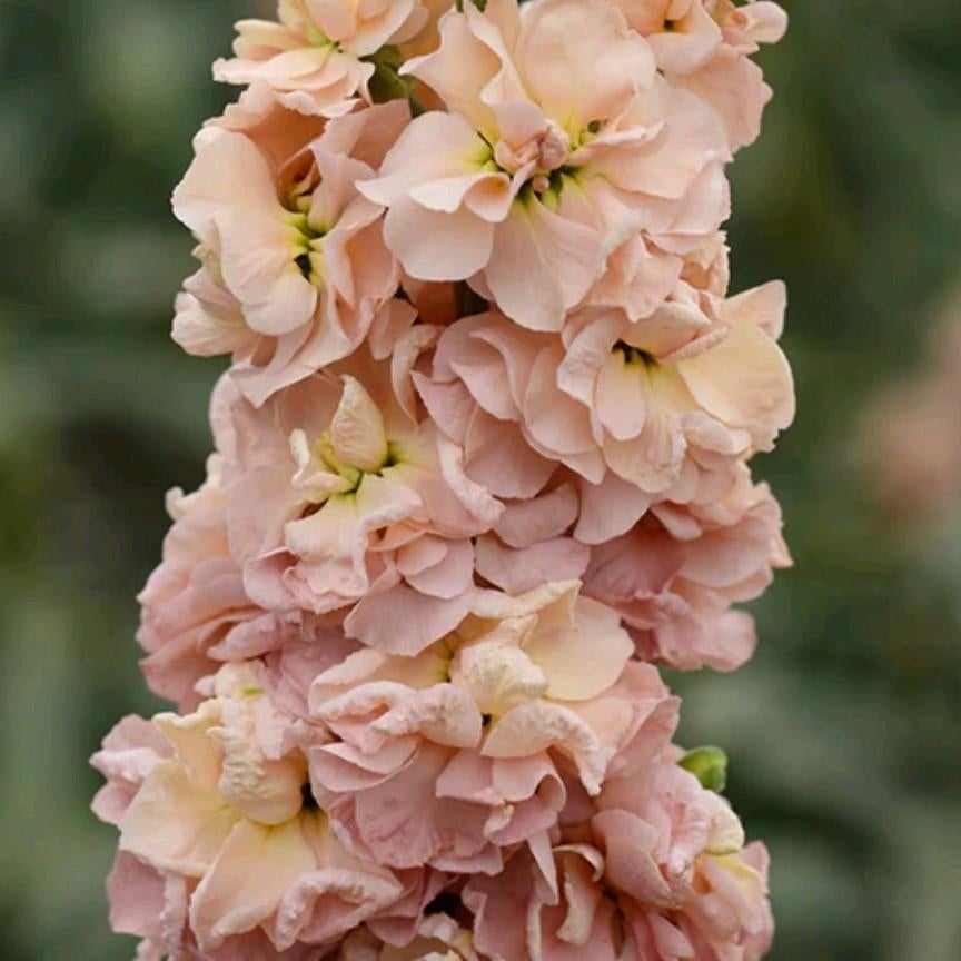 Matthiola Violier Apricot stekjes tuinplant, Tuin en Terras, Ophalen