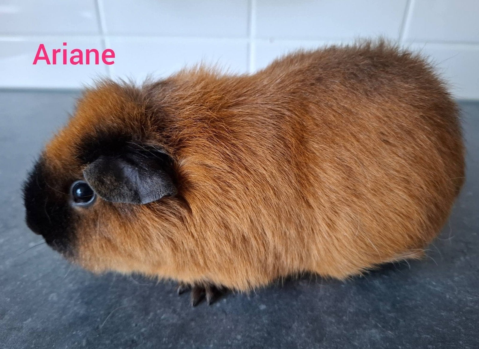 US teddy zeug rood cali zwart, Ariane, Dieren en Toebehoren, September, Vrouwelijk, Cavia