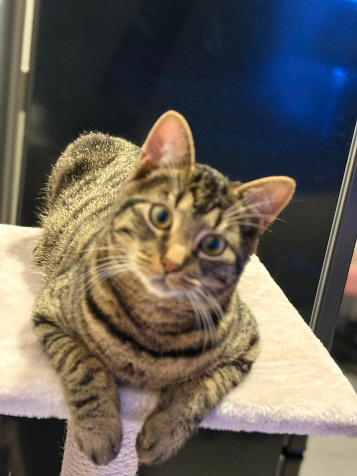 Hele Lieve Poesjes en een Kat, Dieren en Toebehoren, Poes, Langharig