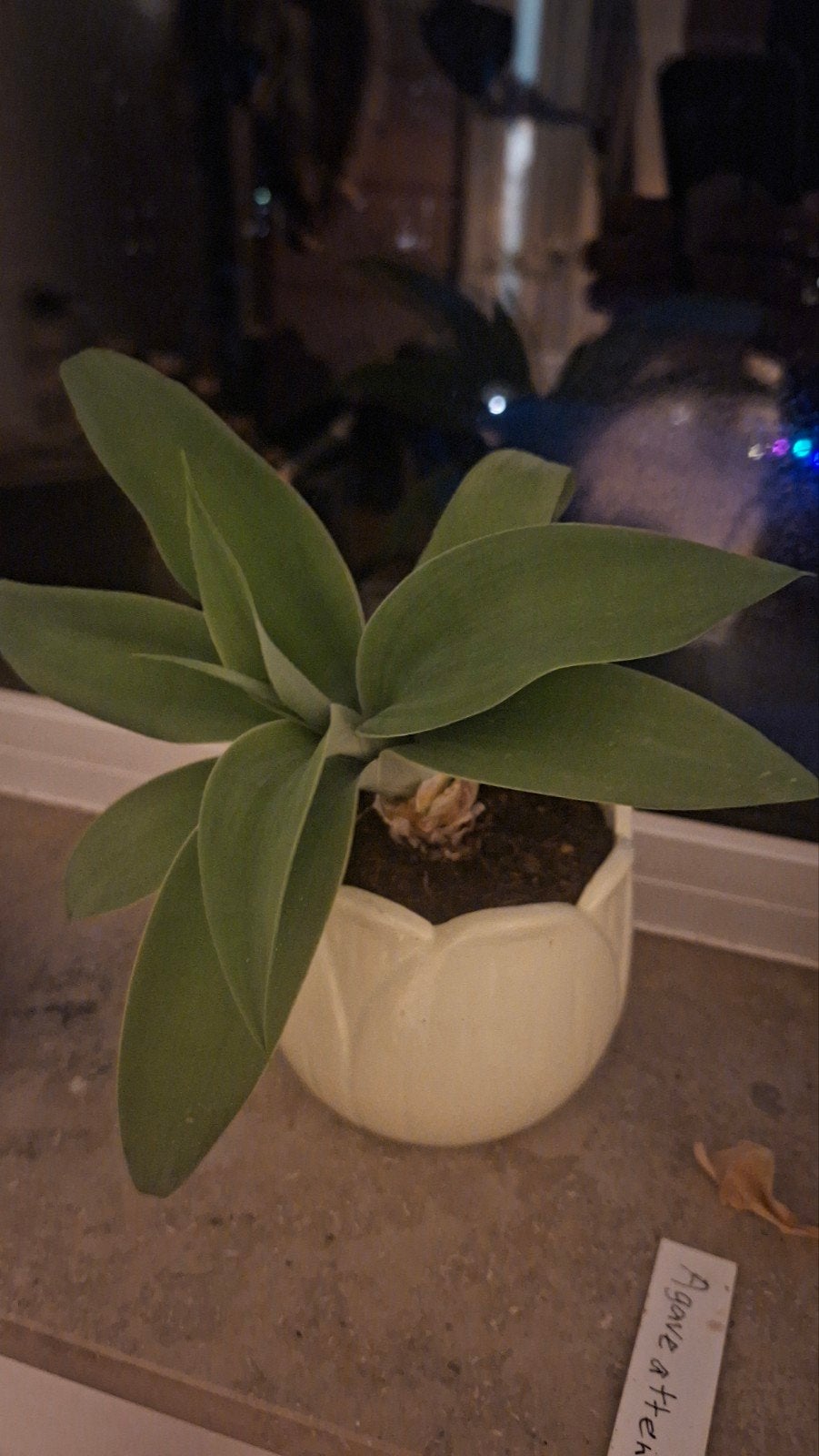 Agave attenuata plant in pot, Tuin en Terras, Volle zon, Vaste plant, Bloeit niet, Ophalen