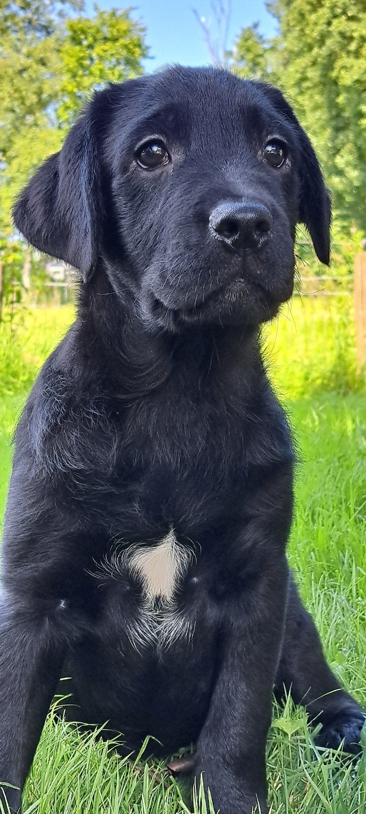 Friese stabij x labrador pup nog één lieftallig reutje ....., Nederland, Parvo, 8 tot 15 weken, Labrador retriever