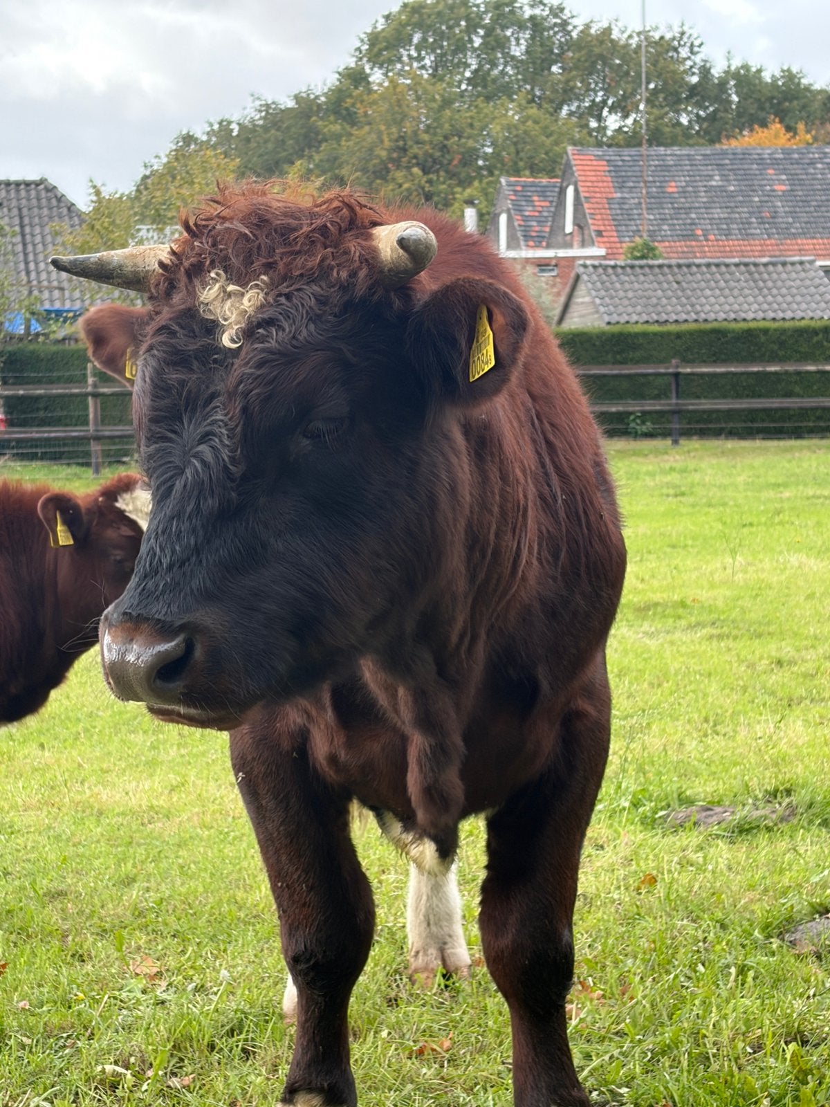 Brandrode stier te ruil!!, Dieren en Toebehoren, Mannelijk