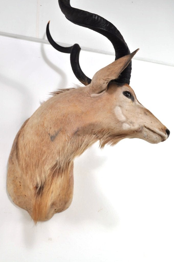 Grote opgezette koedoe hoorns kop Afrika antilope EYECATCHER, Ophalen of Verzenden, Gebruikt, Wild dier, Gewei of Kop