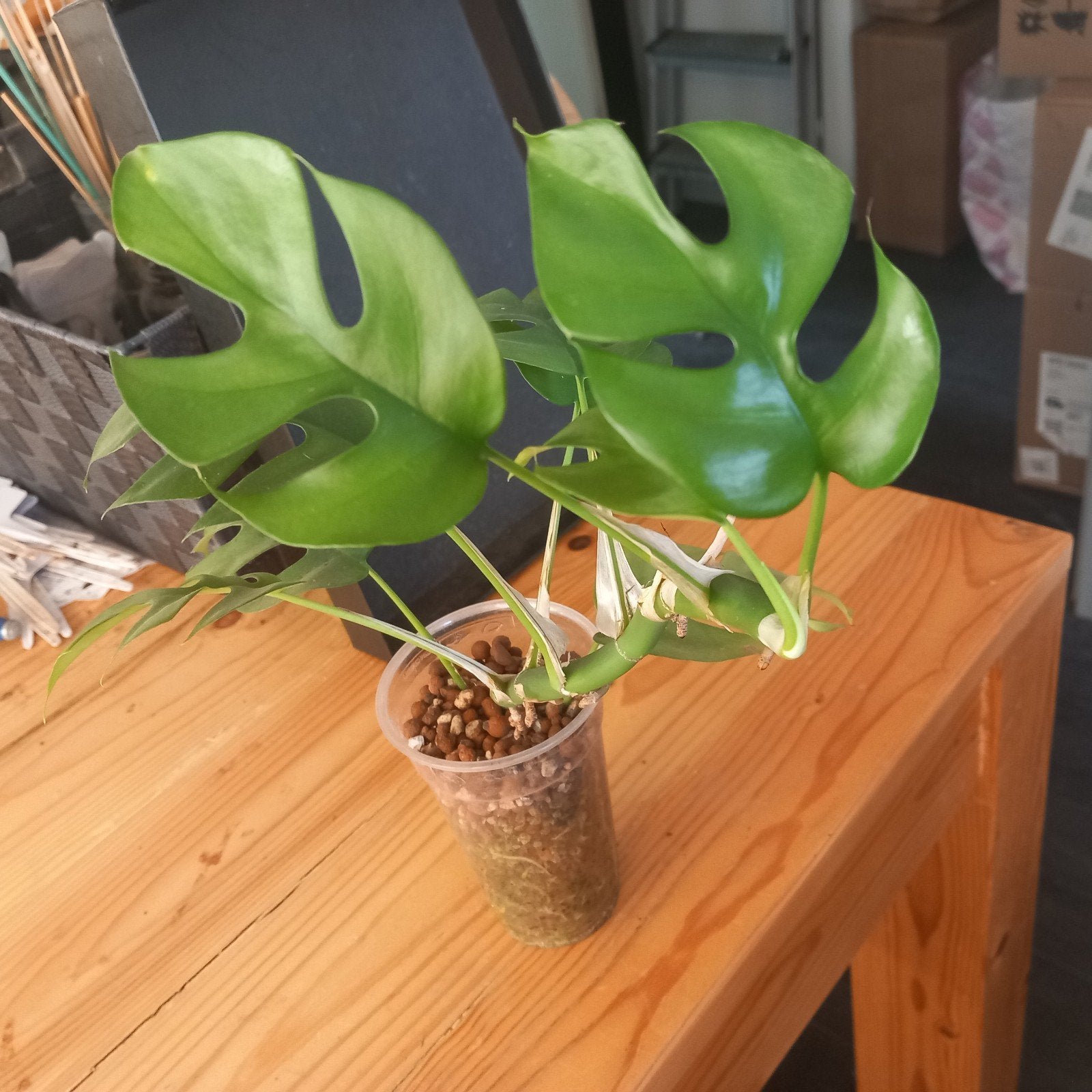 monstera minima stek nr 74, Huis en Inrichting, Ophalen of Verzenden, Halfschaduw, Minder dan 100 cm