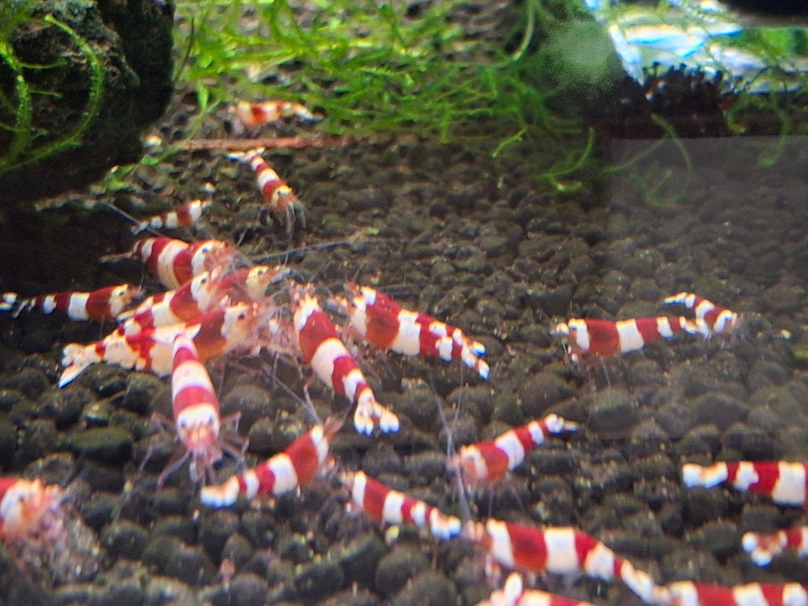 Crystal red caridina garnaaltjes, Dieren en Toebehoren, Kreeft, Krab of Garnaal, Zoetwatervis, Schoolvis