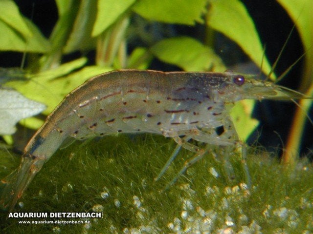 Caridina Japonica garnaal maat: L, Dieren en Toebehoren, Vissen | Aquariumvissen, Kreeft, Krab of Garnaal, Zoutwatervis, Schoolvis
