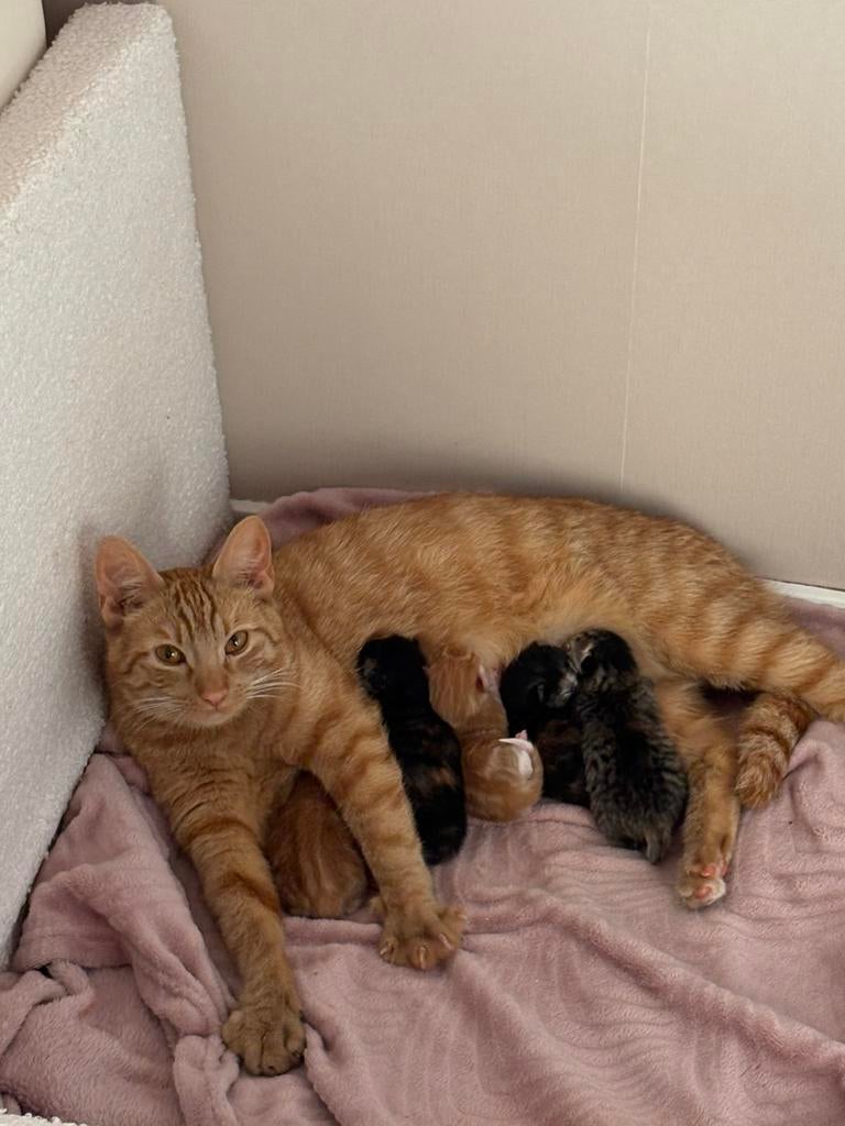 Kittens, Ophalen