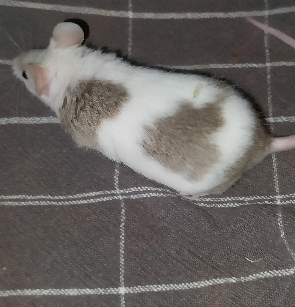 Mannetjes muis gratis af te halen, Augustus, Mannelijk, Muis