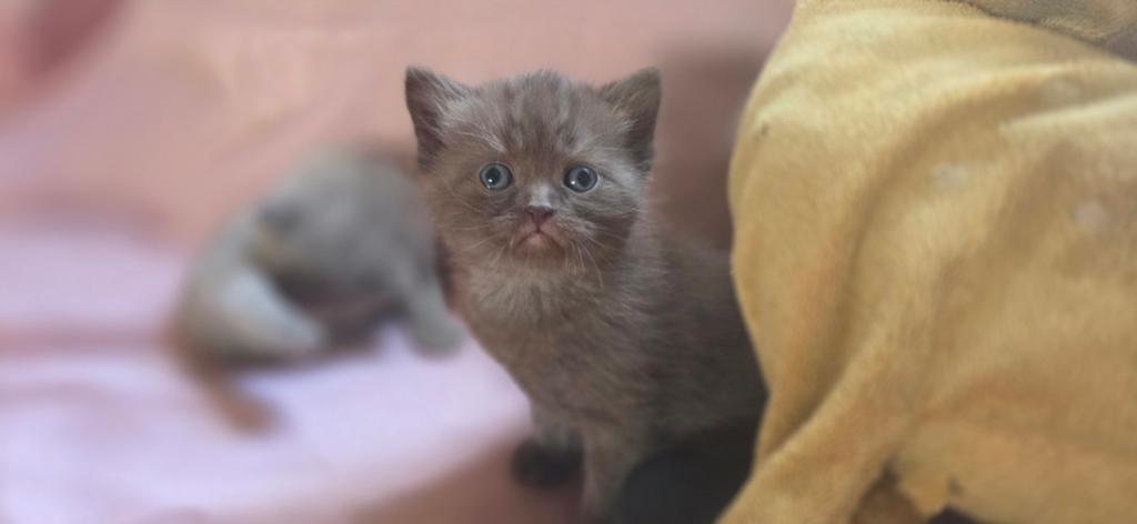 Britse korthaar kitten, Dieren en Toebehoren, Katten en Kittens | Raskatten | Korthaar, Kater, Ontwormd, 0 tot 2 jaar