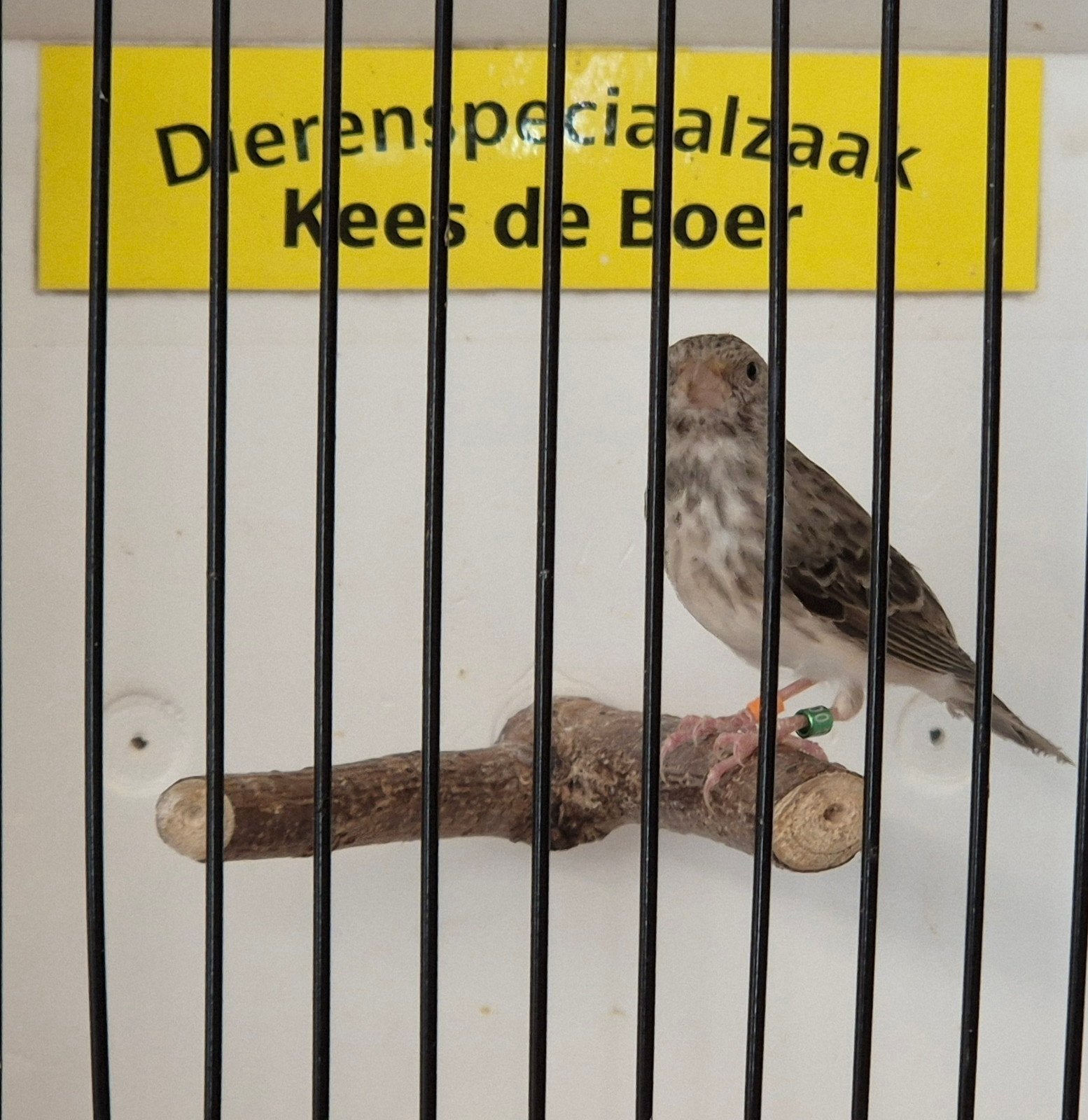edelzanger Man, Mannelijk, Geringd