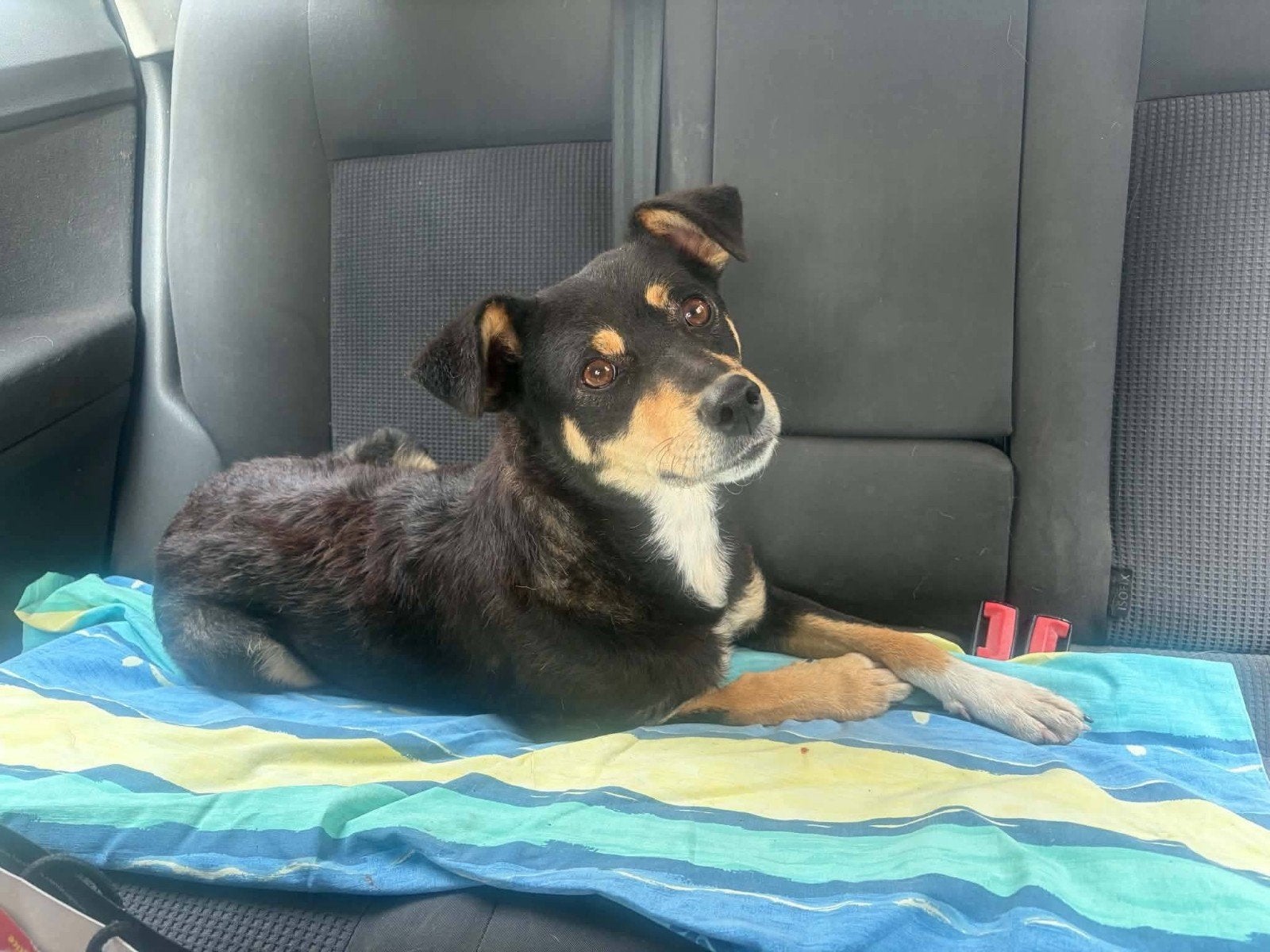 Flora zoekt een super lief baasje, lieve hond ter adopt, Particulier, 1 tot 2 jaar, Buitenland, Teef