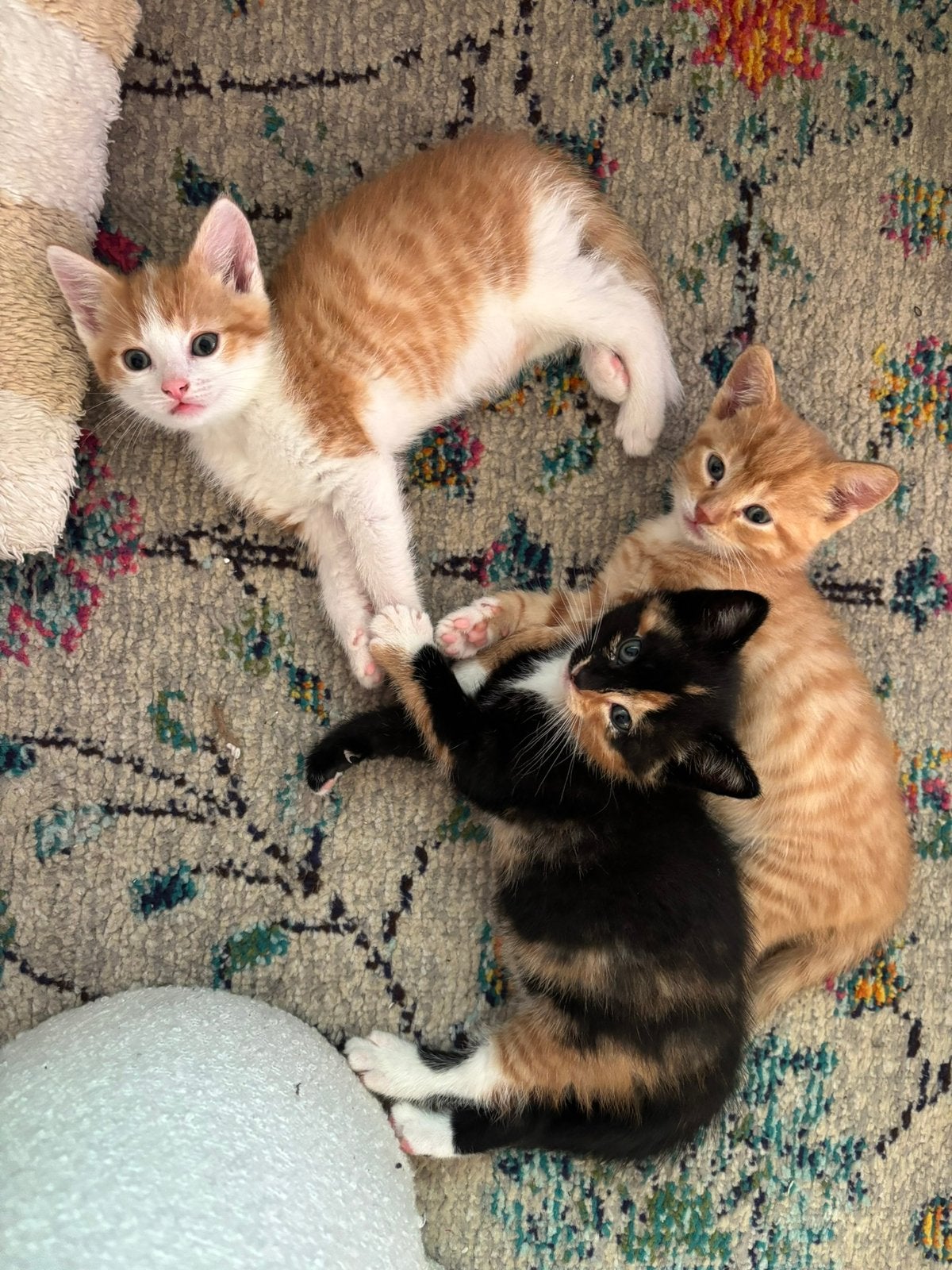 Schatjes van kittens te koop! 🐾, Meerdere dieren