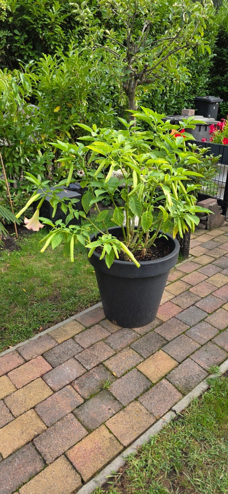 Prachtige Brugmansia (Engelentrompet) - Roze of Geel, Volle zon, Vaste plant, Zomer, Ophalen