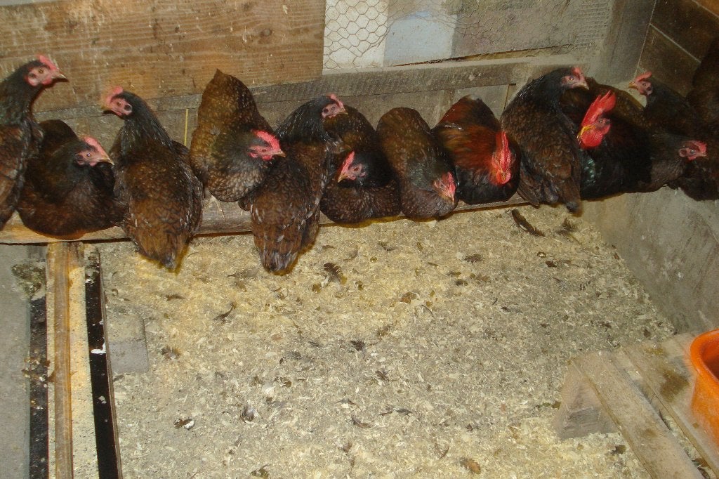 Broedeieren Barnevelder Kriel, Dieren en Toebehoren, Pluimvee, Geslacht onbekend, Kip